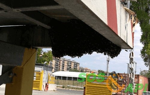 Rimozione-api-alveari-problema-sciami-Roma-Lazio