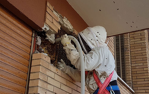 Rimozione-api-alveari-problema-sciami-Roma-Lazio-16